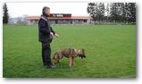 Výcvik policejních psů