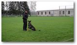 Výcvik policejních psů