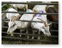 Školní výlet 7. třída- Kozí farma – Pěnčín