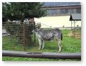 Školní výlet 7. třída- Kozí farma – Pěnčín